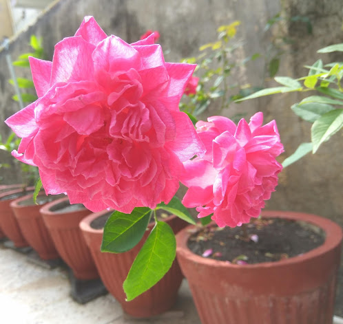 Aniket Dabhade - VU3LOL garden Rose