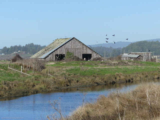 barn with holes in the roof and ravens flying about