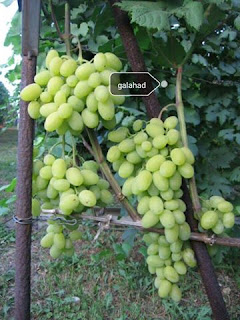 Galahad grape