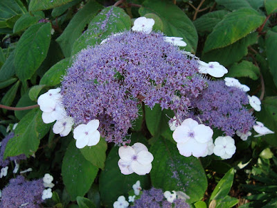 Hydrangea kawakamii care and culture