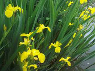 jual iris bunga kuning grosir