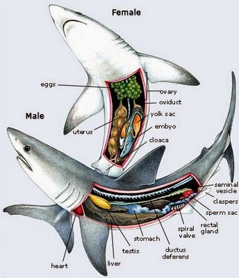  Gambar  Struktur Bagian  Tubuh Pisces Ikan  Lengkap Fungsinya 