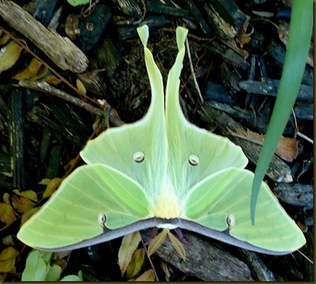 Luna Moth 2