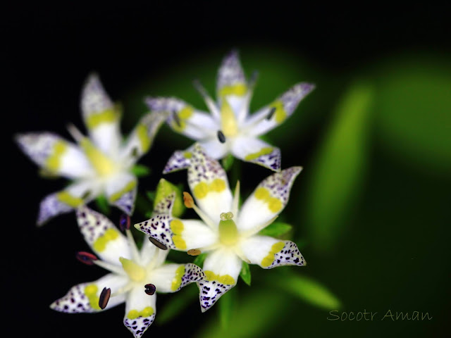 Swertia bimaculata