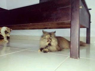 kucing persia peaknose extreme longhair