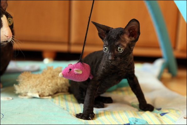 Exciting Cornish Rex Kitten playing with toy mouse Pics