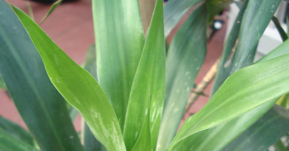 SEDAP: Perbezaan Daun Suji dan Daun Pandan