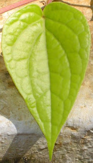 Picture of Betel Leaf