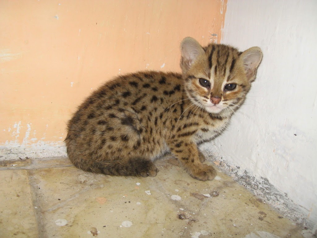 Kucing Anggora 5 Pet Shop