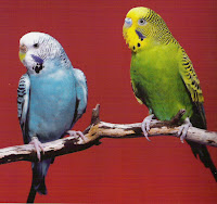 Parakeet Pet Birds