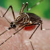 República Dominicana emite alerta por propagación de chikungunya en las Américas