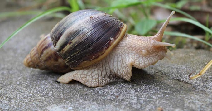 SAG emite alerta sanitaria por presencia de caracol gigante africano en Chile