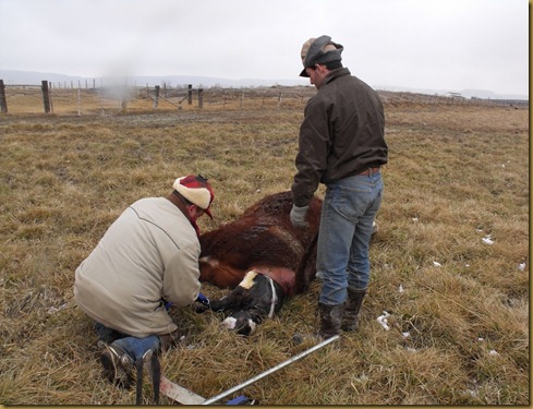 Calving 441