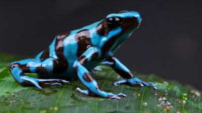 Katak Panah Beracun alias Dart Frog (National Geographic)