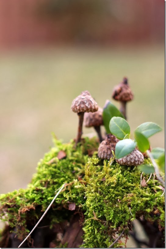 fairyroof
