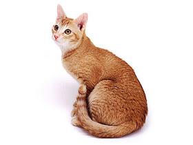 Gambar Kucing Ceylon
