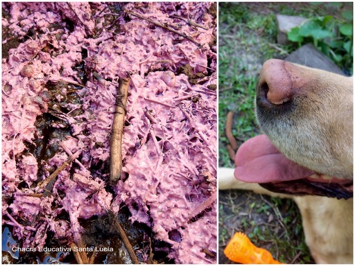 Hongos en el biodigestor / Hocico y lengua de un perro - Chacra Educativa Santa Lucía