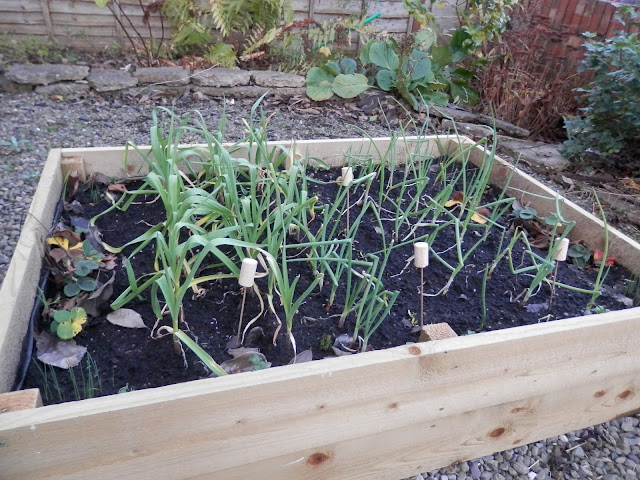 Garlic and onions grown in raised bed.  My garden, January 2016. secondhandsusie.blogspot.co.uk #gardenblogger #ukblogger #gardening