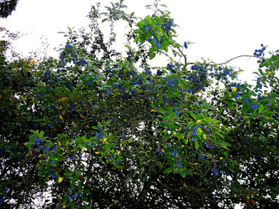 Damson-Fruit-Tree-With-Leaves