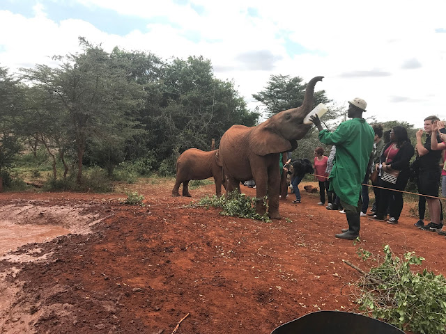 David soderick-elephant orphanage-orfanato elefantes-viaje-turismo-nairobi-kenya-africa-2018-2019-2010