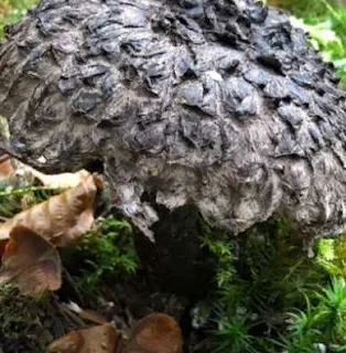 Шишкогриб хлопьеножковый (Strobilomyces strobilaceus)