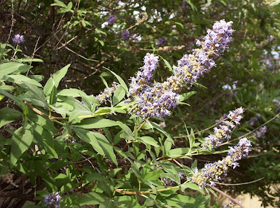 Monks Pepper Tree Flowers