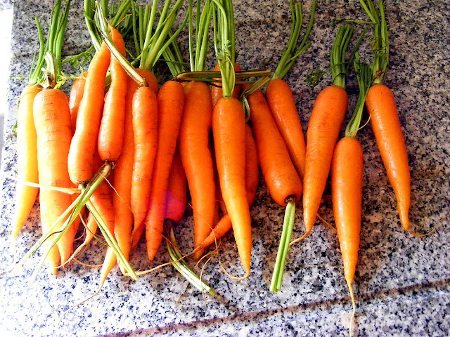 Spring carrots. Photo by Loire Valley Time Travel.