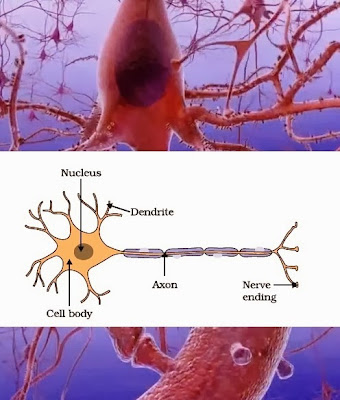 Structure of a neuron | CBSE Class 10th | Science