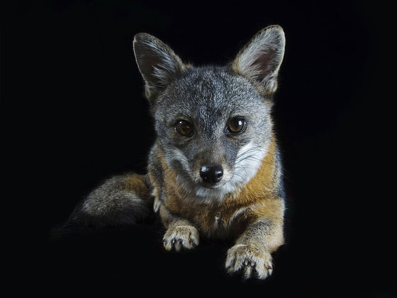 coluna zero, fotografia, photo, foto, national geographic, rare, joel sartore, extinction