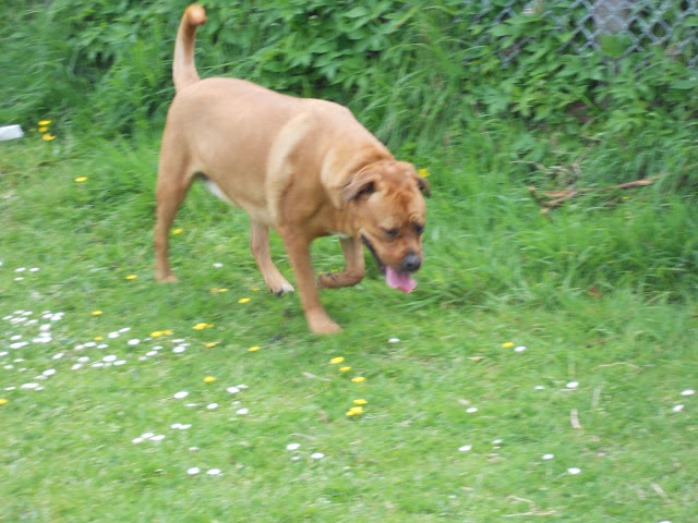 Running in the park