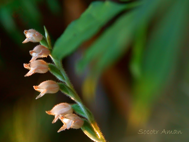 Goodyera schlechtendaliana