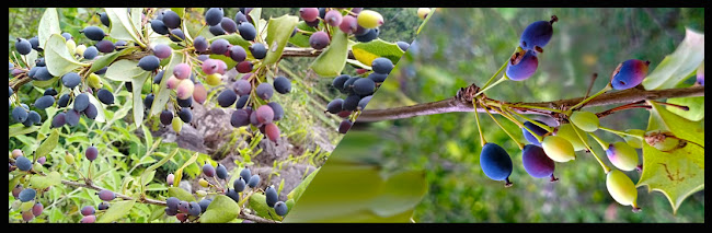 Ayurvedic Herbs Of Nepal BERBERIS ARISTATA चुत्रो Chutro