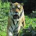 21 Amazing & Surprising Tiger Facts
