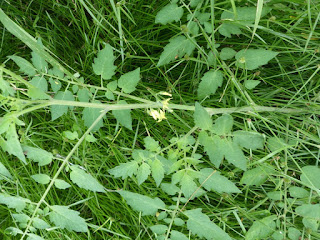 Tomate - Solanum lycopersicum - Lycopersicon esculentum