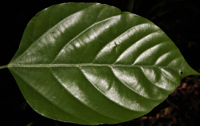 Deutzianthus tonkinensis