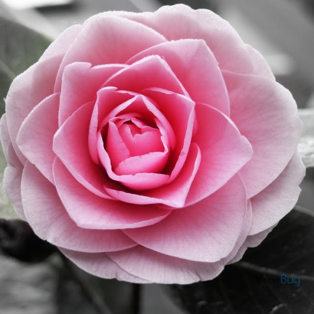 beautiful pink rose photography