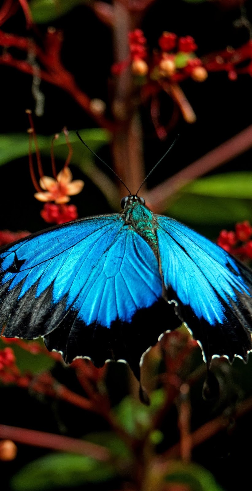 Picture of a ulysses butterfly.