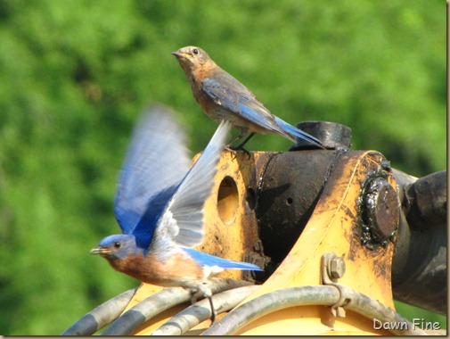 Pee Dee NWR_024