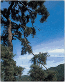 Cheongdo Weeping red pine in Maejeon-myeon