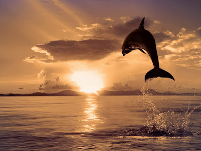 fotografias de delfines en atardecer