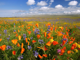 nature antum with lovely flowers background wallpaper for laptop desktop