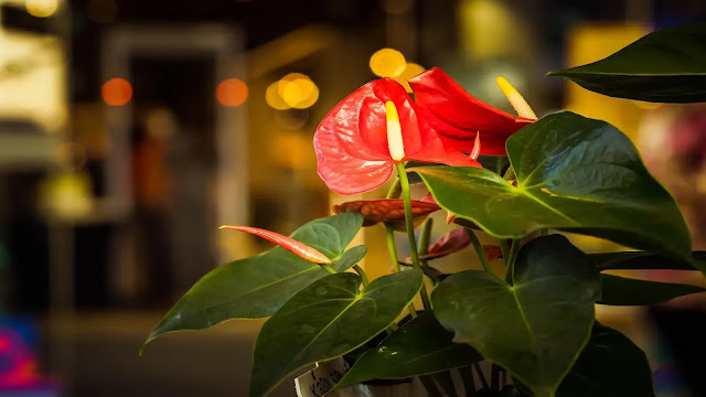 Flamingo Flower