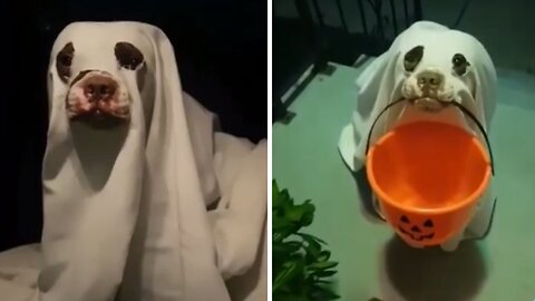 Boston Terrier is a scary ghost for Halloween