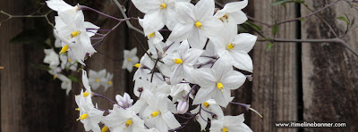 White Flower Facebook Profile Cover