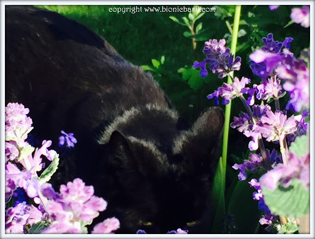 Friday Fluffers at BBHQ ©BionicBasil® Parsley's Fuzzy Catmint Moment