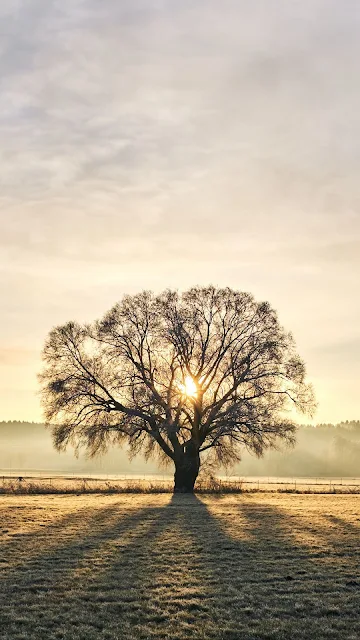 Alone Tree At Sunset hd Wallpaper