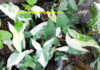 singonium variegata