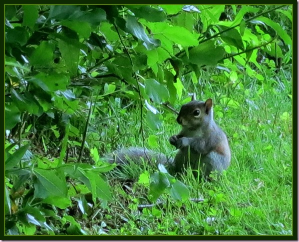SquirrelIMG_3704