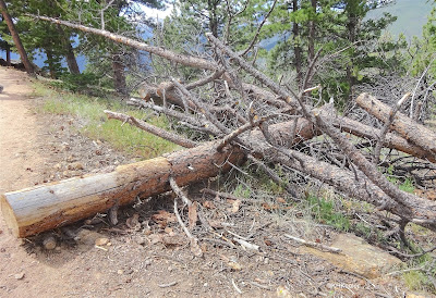 fallen tree, Rocky Mountain National Park