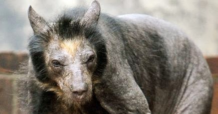 Do you recognize these Animals without Hair?